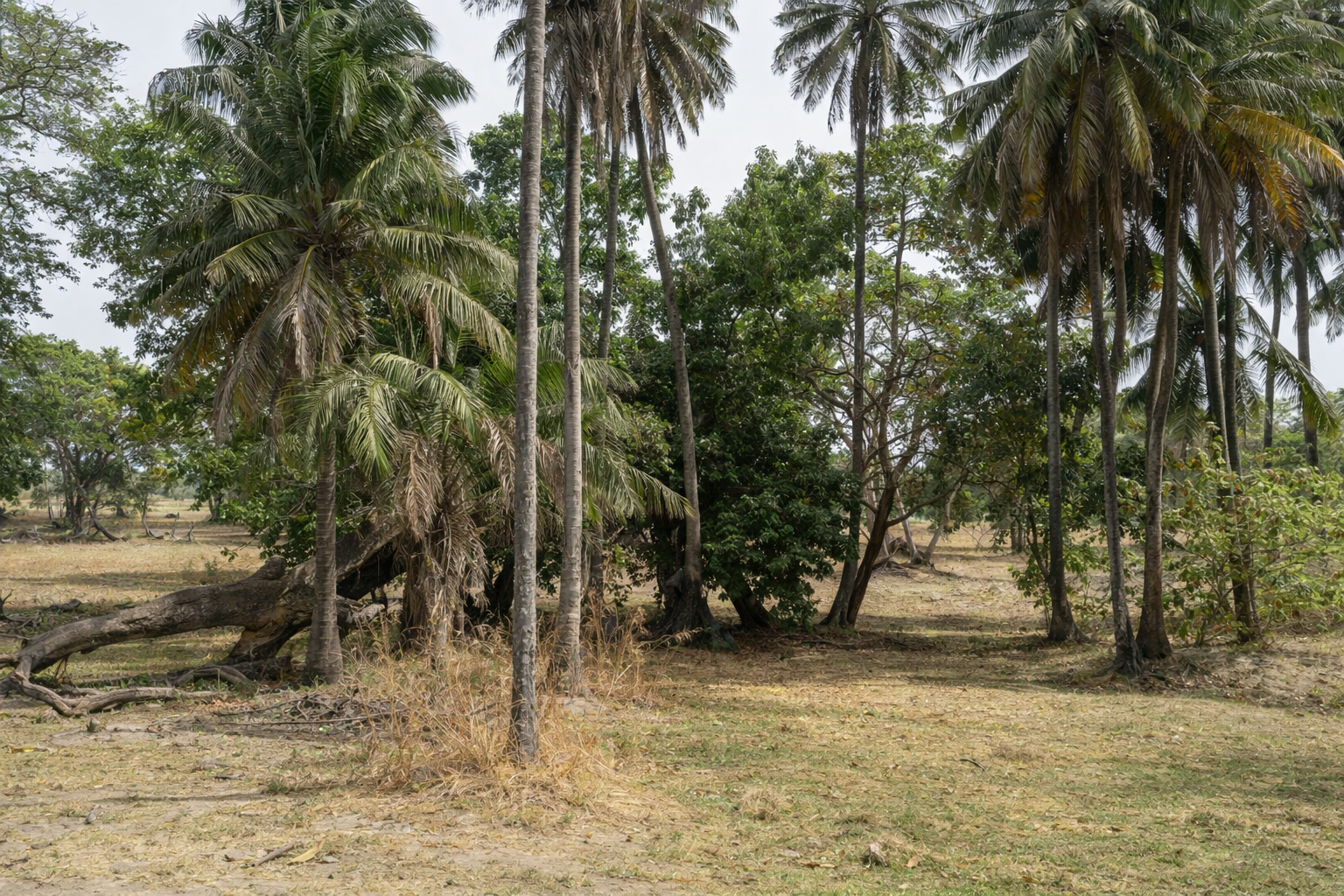 Tropical Landscape With Palm Trees